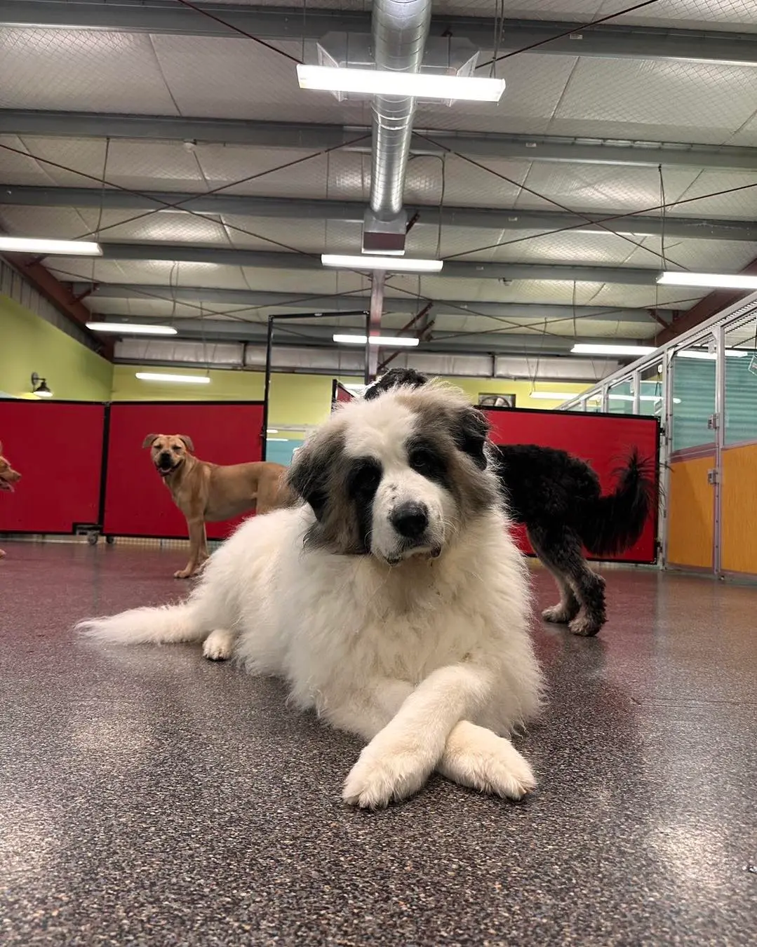 Fluffy dog relaxing in colorful doggy daycare play area