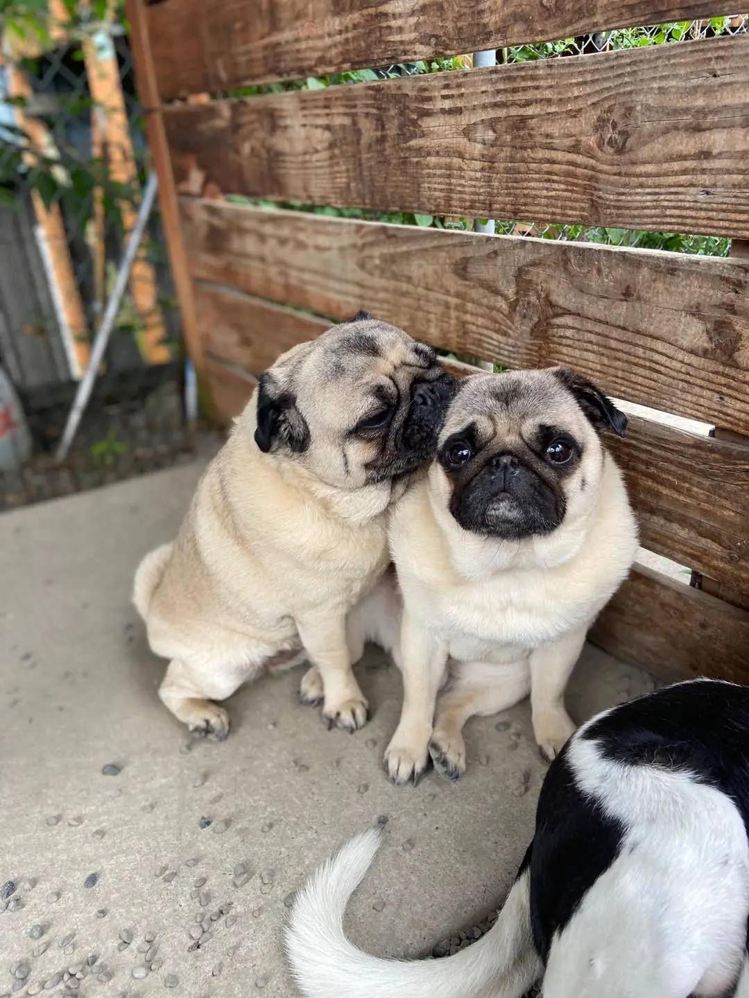 Two fawn pugs cuddle on concrete by worn wood fence.