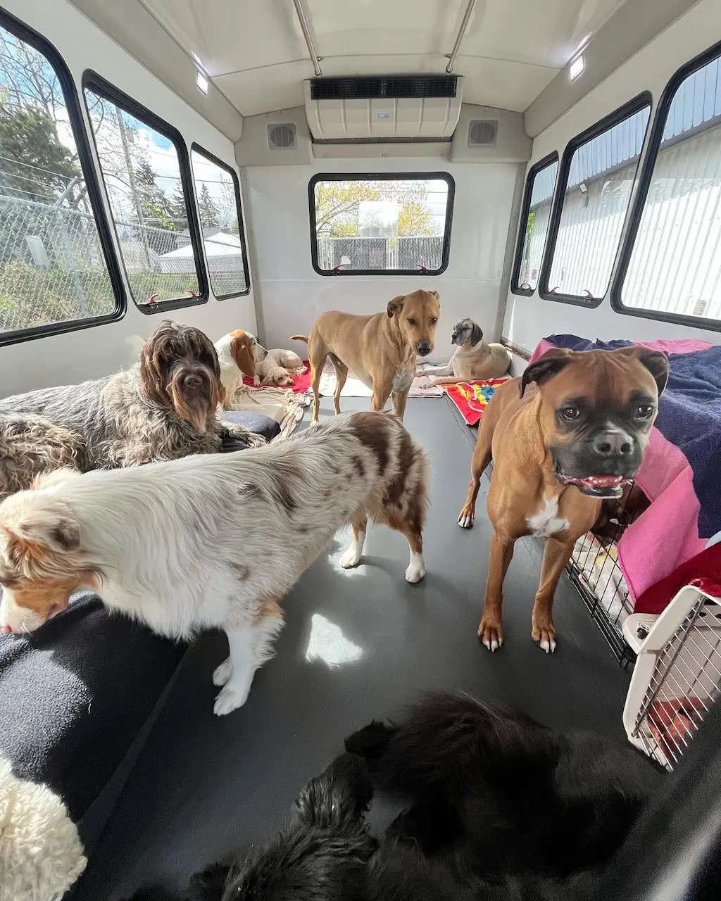 wagon 11 Dogs riding together inside a pet transport wagon.