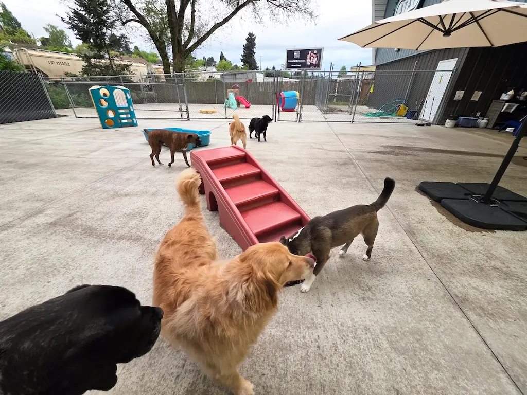 yard 3 Dogs playing in fenced outdoor doggy daycare yard